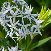 Eastern Blue Star